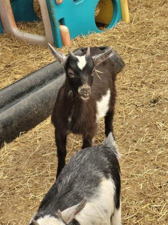 Image 3 of 17 week old pygmy goat wethers