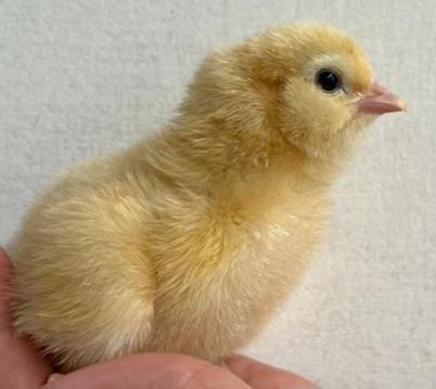 Preview of the first image of Chicks unsexed all different breeds.