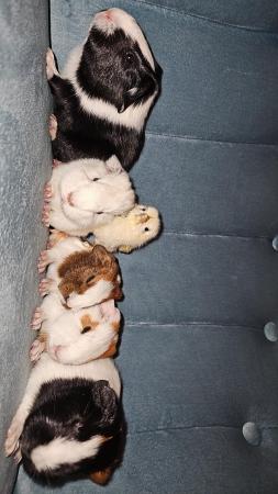 Image 2 of 5 baby Male/ Female Guinea Pigs for sale