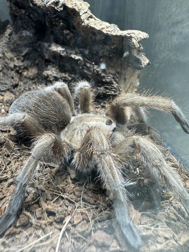 Preview of the first image of Adult Tarantula (complete w/ full habitat & tank!).