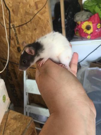 Image 5 of 8 week old rats for sale boys and girls