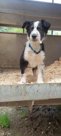 Image 2 of **READY NOW** Working Farm Border Collie Puppies for Sale