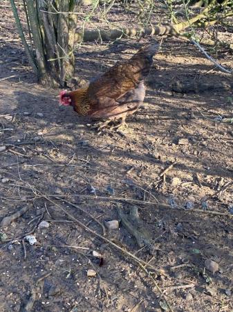 Image 1 of Welsummer hens x 4 coming into lay
