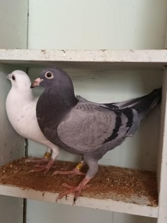 Image 10 of 2024 Racing Pigeons for sale - Squeakers - Eye Suffolk
