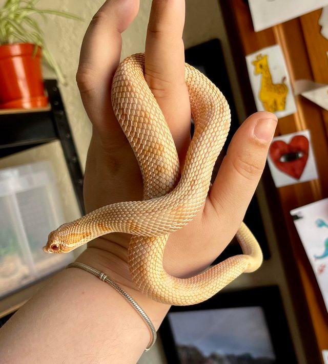 Preview of the first image of Albino conda male western Hognoses for sale.