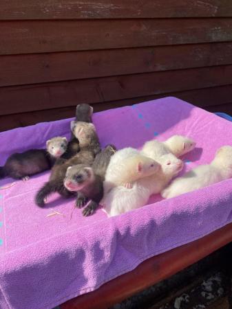 Image 4 of Baby ferrets albino and polecats