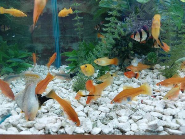 Image 2 of Swordtails fish, Adult size male and females