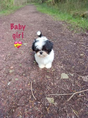 Image 3 of Shih Tzu girl fully vaccinated ready now