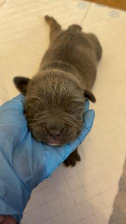 Image 16 of Olde English pups for sale