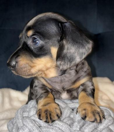 Image 3 of KC Registered Miniature Dachshund puppies.