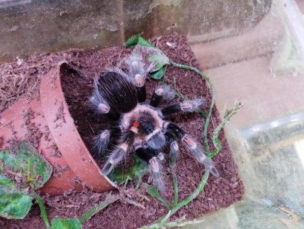Image 5 of Various Tarantulas and other inverts for sale