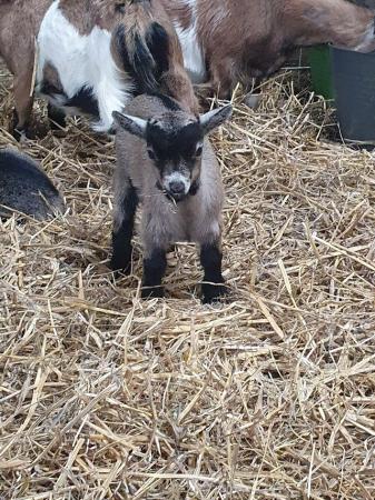 Image 2 of Pygmy Goat Kids looking for new homes.