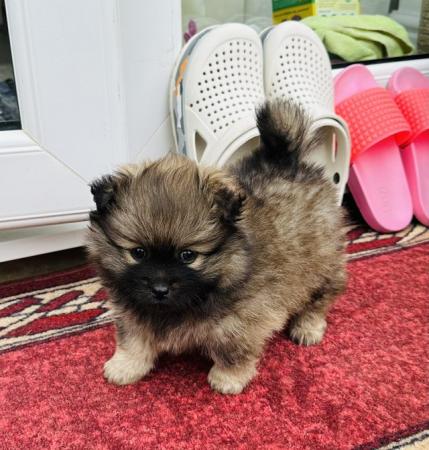 Image 1 of Pomeranian puppies for sale