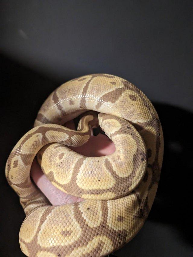 Preview of the first image of Banana Pastel Het Albino Pos Het Pied Adult Male Ball Python.