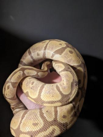 Image 1 of Banana Pastel Het Albino Pos Het Pied Adult Male Ball Python