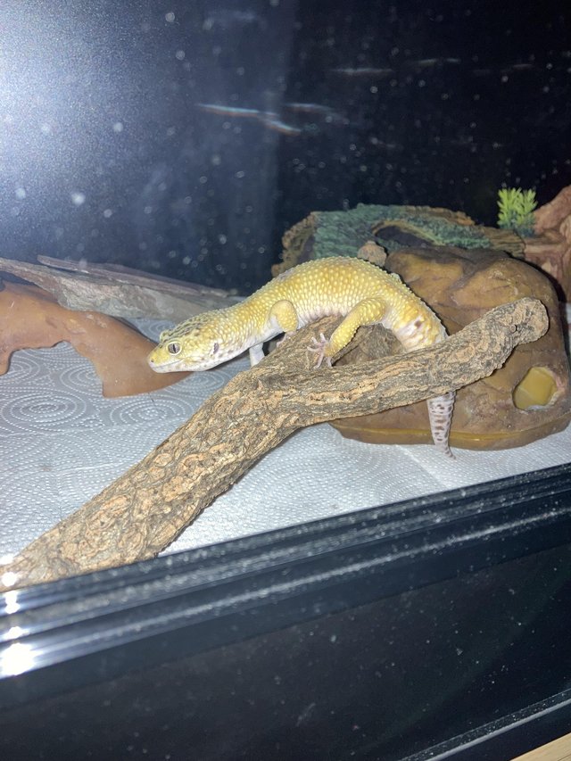 Preview of the first image of Leopard Gecko 6 year old female.