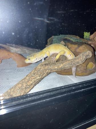 Image 1 of Leopard Gecko 6 year old female