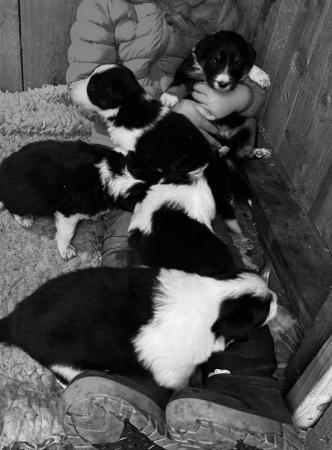 Image 5 of Beautiful Border Collie Puppies -