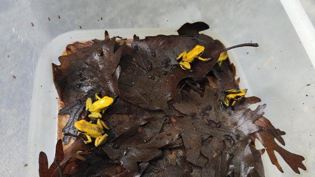 Image 2 of For sale phyllobates terribilis dart frogs