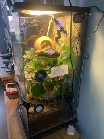 Image 3 of Crested Gecko plus full bio tank setup