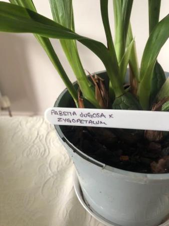 Image 2 of Orchid (indoor) plant - Pabstia jugosa x Zygopetaum