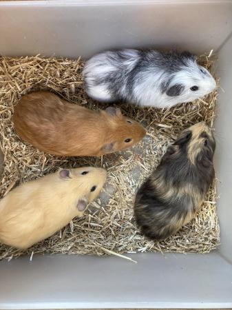 Image 4 of 4 Beautiful Baby Male Guinea Pigs For Sale