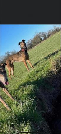 Image 6 of 14 month old lurcher for rehoming