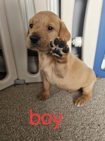 Image 1 of Labrador Puppies for sale