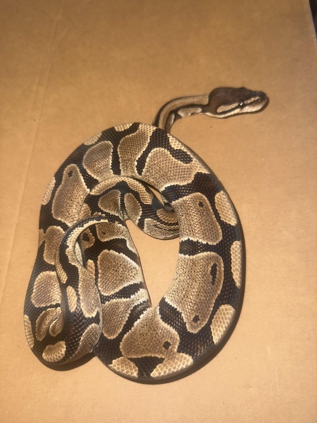 Chocolate Yellow Belly Het.Clown Female