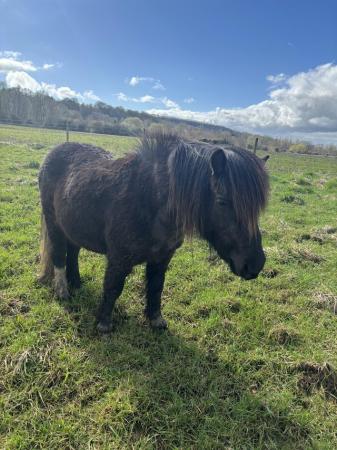 Image 2 of 18 month old Dartmoor Pony