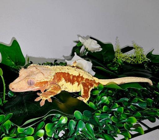 Image 6 of Cb23 Crested Geckos & Chameleon Geckos For Sale