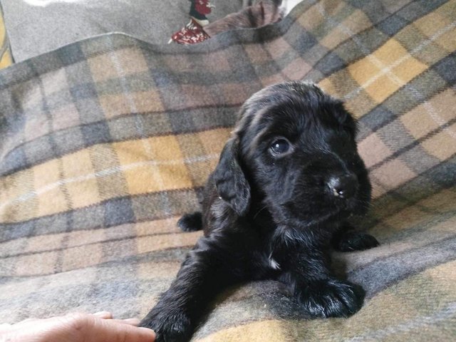 Preview of the first image of KC reg Cocker Spaniel puppies.