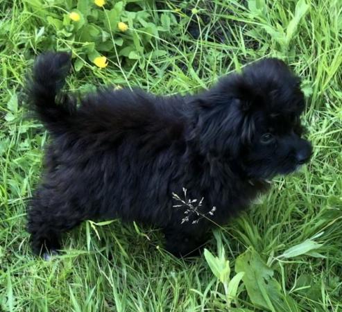 Image 16 of Toy poodle x papillon super tiny fully vaccinated
