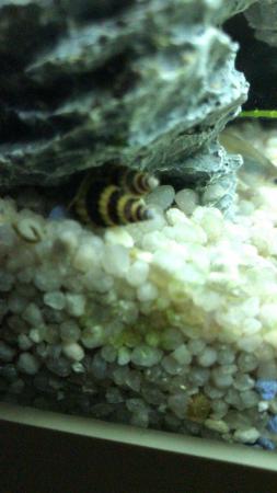 Image 2 of Fish and assassins snails 12 for £10