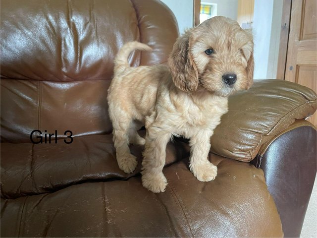 Preview of the first image of READY NOW Beautiful 7 cockapoo f1b.
