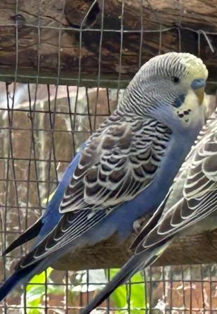 Image 1 of Two male  baby budgies for sale