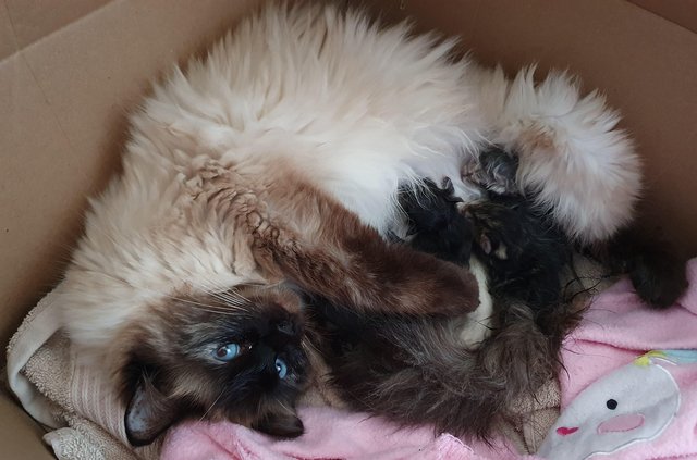 Preview of the first image of Ragdoll Cross kittens- from GCCF Ragdoll Queen.