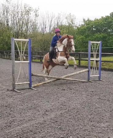 Image 1 of 14.2hh great potential for jumping mare with scopey pop!