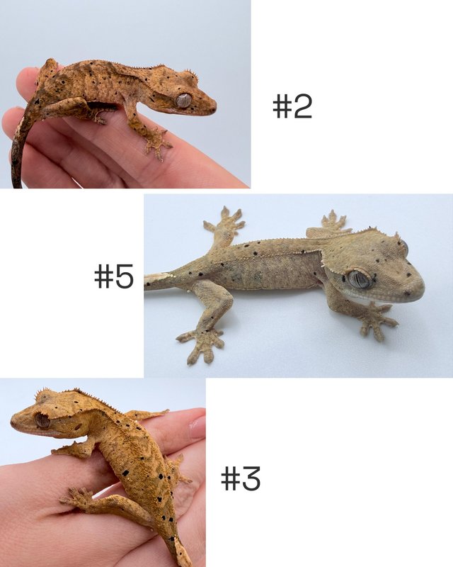 Crested gecko babies available