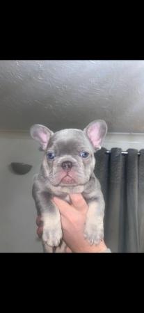 Image 9 of REDUCED ready to leave now Quality French Bulldog Puppies