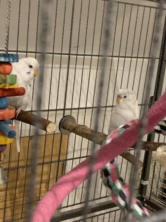 Image 1 of 2 male budgies/parakeets, roughly 4-5 years old