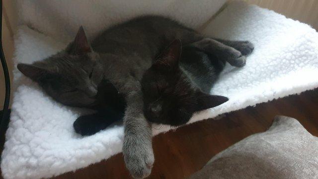 Image 5 of 2 bestfriends needing a loving home. Both 1yrs old.