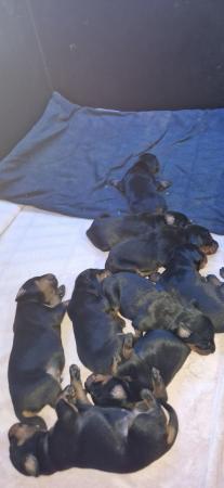 Image 6 of Damnation_dobermans puppies for sale
