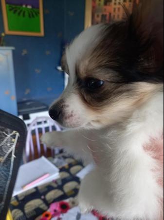 Image 1 of Gorgeous 5 gen pedigree tricoloured papillon pup for sale