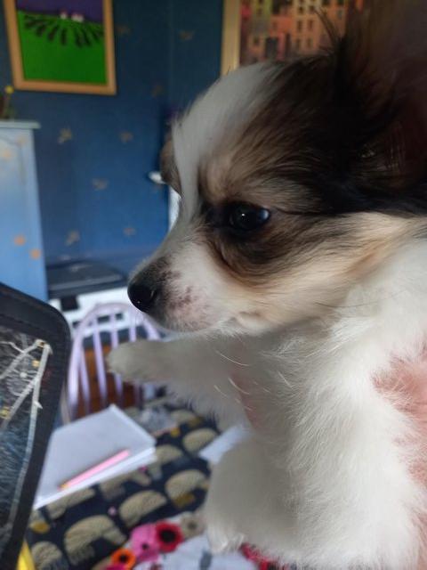 Preview of the first image of Gorgeous 5 gen pedigree tricoloured papillon pup for sale.