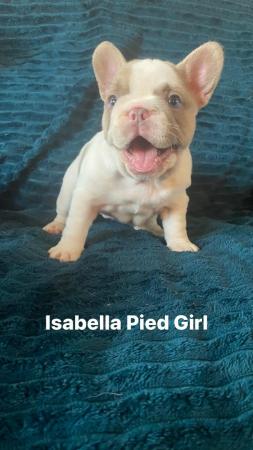 Image 5 of Isabella tan pied blanket fawn new shade french bulldog gir