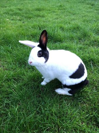 Image 1 of Beautiful Rabbits for sale