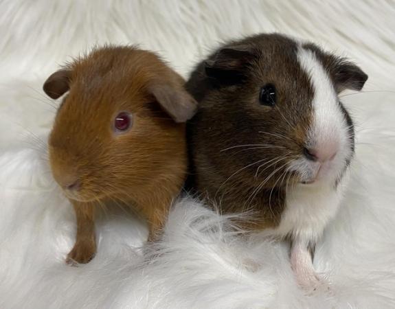 Image 1 of Bonded, Baby Guinea Pigs. Ready Now!