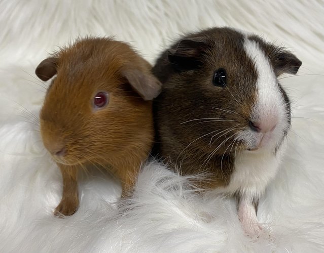 Preview of the first image of Bonded, Baby Guinea Pigs. Ready Now!.