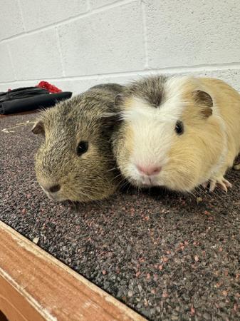 Image 1 of Gorgeous Baby Guinea Pigs!